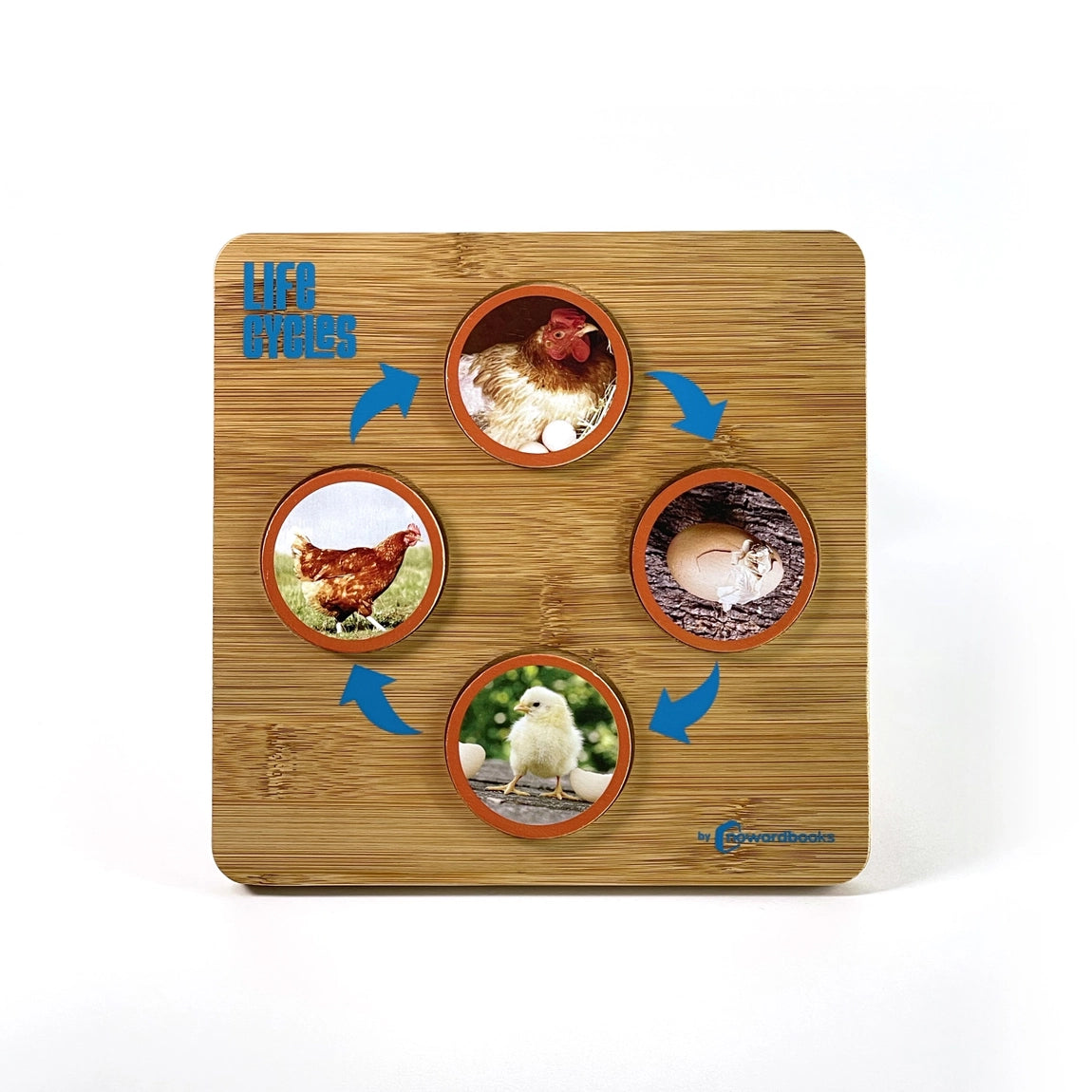 Educational bamboo life cycles matching game