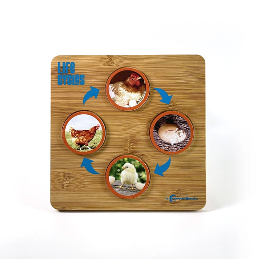 Educational bamboo life cycles matching game